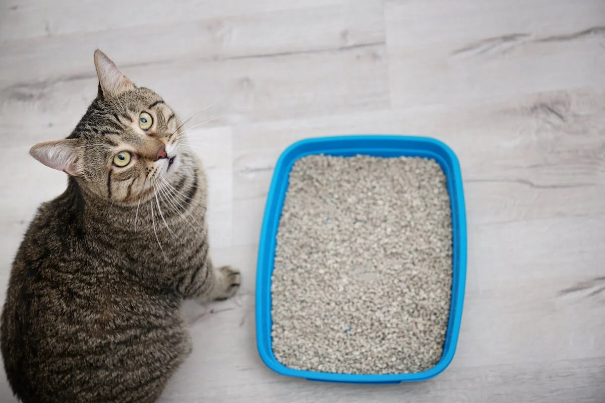 Why Do Cats Pee On Random Things at Cynthia Rosenbaum blog